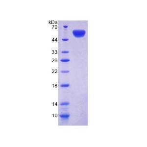 造骨细胞钙黏蛋白(CDHOB)重组蛋白