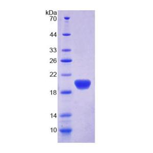 载脂蛋白L2(APOL2)重组蛋白