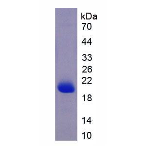 载脂蛋白A5(APOA5)重组蛋白