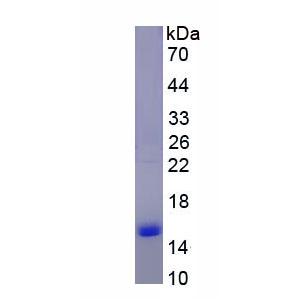 游离脂肪酸受体2(FFAR2)重组蛋白,Recombinant Free Fatty Acid Receptor 2 (FFAR2)