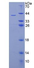 胰島素原(PI)重組蛋白,Recombinant Proinsulin (PI)