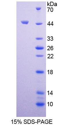 胰岛素样蛋白5(INSL5)重组蛋白,Recombinant Insulin Like Protein 5 (INSL5)