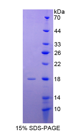 胰島素樣蛋白3(INSL3)重組蛋白,Recombinant Insulin Like Protein 3 (INSL3)