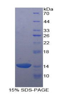 野鼠色基因相關(guān)蛋白(AGRP)重組蛋白,Recombinant Agouti Related Protein (AGRP)