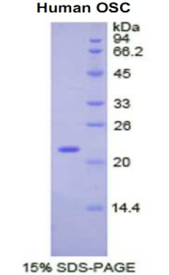 氧鯊烯環(huán)化酶(OSC)重組蛋白,Recombinant Oxidosqualene Cyclase (OSC)