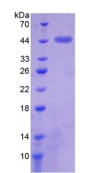 岩藻糖基转移酶8(FUT8)重组蛋白,Recombinant Fucosyltransferase 8 (FUT8)