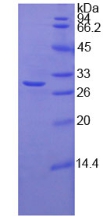 岩藻糖基转移酶4(FUT4)重组蛋白,Recombinant Fucosyltransferase 6 (FUT6)