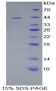 血型糖蛋白C(GYPC)重组蛋白,Recombinant Glycophorin C (GYPC)