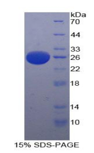 血小板激活因子乙酰水解酶Ⅰb3(PAFAH1B3)重组蛋白,Recombinant Platelet Activating Factor Acetylhydrolase Ib3 (PAFAH1B3)