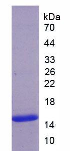 血小板反應(yīng)蛋白解整合素金屬肽酶7(ADAMTS7)重組蛋白,Recombinant A Disintegrin And Metalloproteinase With Thrombospondin 7 (ADAMTS7)