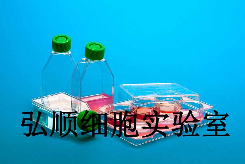 HCC202 Cells|人乳腺原发性导管癌贴壁细胞,HCC202 Cells