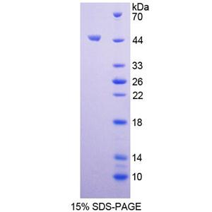 胰島素樣蛋白5(INSL5)重組蛋白