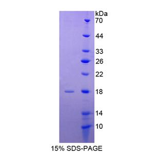 胰島素樣蛋白3(INSL3)重組蛋白,Recombinant Insulin Like Protein 3 (INSL3)