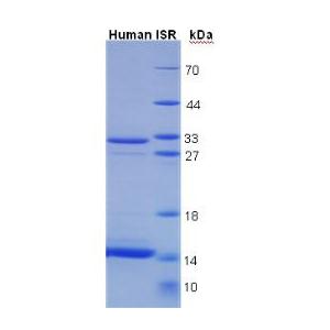 胰岛素受体(ISR)重组蛋白,Recombinant Insulin Receptor (INSR)