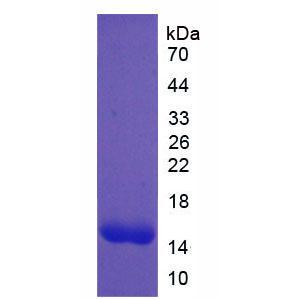 血小板衍生生长因子A(PDGFA)重组蛋白