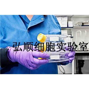 MFE-280 Cells|子宫内膜癌贴壁细胞,MFE-280 Cells