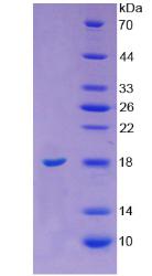 血管生长素(ANG)重组蛋白,Recombinant Angiogenin (ANG)