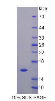 血管內(nèi)皮生長因子C(VEGFC)重組蛋白,Recombinant Vascular Endothelial Growth Factor C (VEGFC)