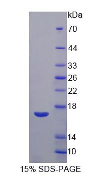 血管内皮生长因子B(VEGFB)重组蛋白,Recombinant Vascular Endothelial Growth Factor B (VEGFB)