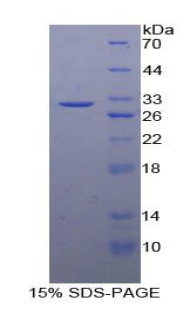 血管內(nèi)皮鈣黏蛋白(CDH5)重組蛋白,Recombinant Cadherin 5 (CDH5)