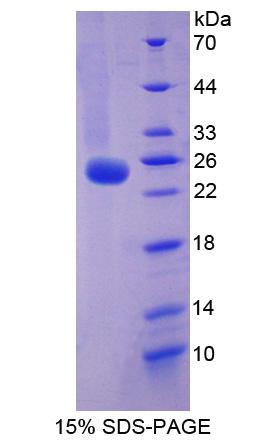 序列相似家族5成员C(FAM5C)重组蛋白,Recombinant Family With Sequence Similarity 5, Member C (FAM5C)