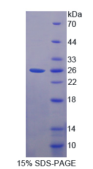 序列相似家族3成员C(FAM3C)重组蛋白,Recombinant Family With Sequence Similarity 3, Member C (FAM3C)