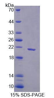 序列相似家族3成員B(FAM3B)重組蛋白,Recombinant Family With Sequence Similarity 3, Member B (FAM3B)