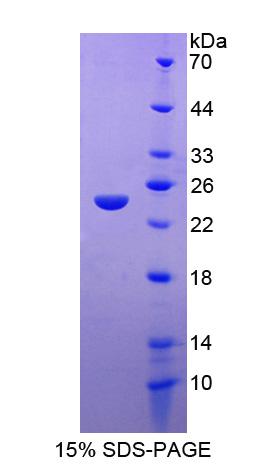 序列相似家族20成員A(FAM20A)重組蛋白,Recombinant Family With Sequence Similarity 20, Member A (FAM20A)