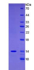 序列相似家族19成員A4(FAM19A4)重組蛋白,Recombinant Family With Sequence Similarity 19, Member A4 (FAM19A4)