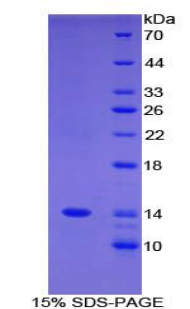 序列相似家族19成員A3(FAM19A3)重組蛋白,Recombinant Family With Sequence Similarity 19, Member A3 (FAM19A3)