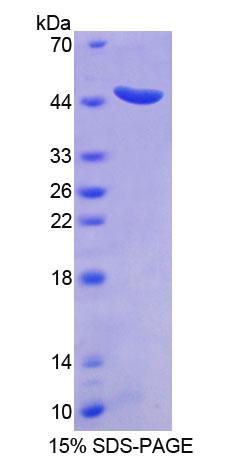 信号转导衔接分子2(STAM2)重组蛋白,Recombinant Signal Transducing Adaptor Molecule 2 (STAM2)