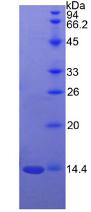 信號素3A(SEMA3A)重組蛋白,Recombinant Semaphorin 3A (SEMA3A)