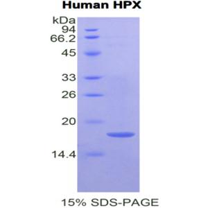 血红素结合蛋白(HPX)重组蛋白