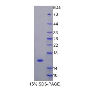 血管內(nèi)皮生長因子C(VEGFC)重組蛋白,Recombinant Vascular Endothelial Growth Factor C (VEGFC)