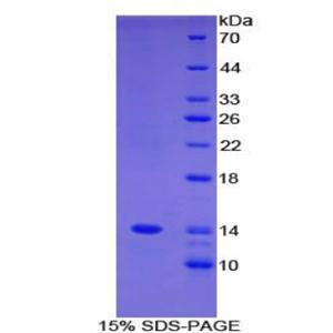 序列相似家族19成員A3(FAM19A3)重組蛋白,Recombinant Family With Sequence Similarity 19, Member A3 (FAM19A3)