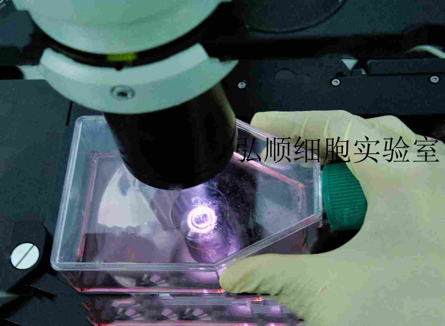 NCI-H660 Cells|人小細(xì)胞癌貼壁細(xì)胞,NCI-H660 Cells