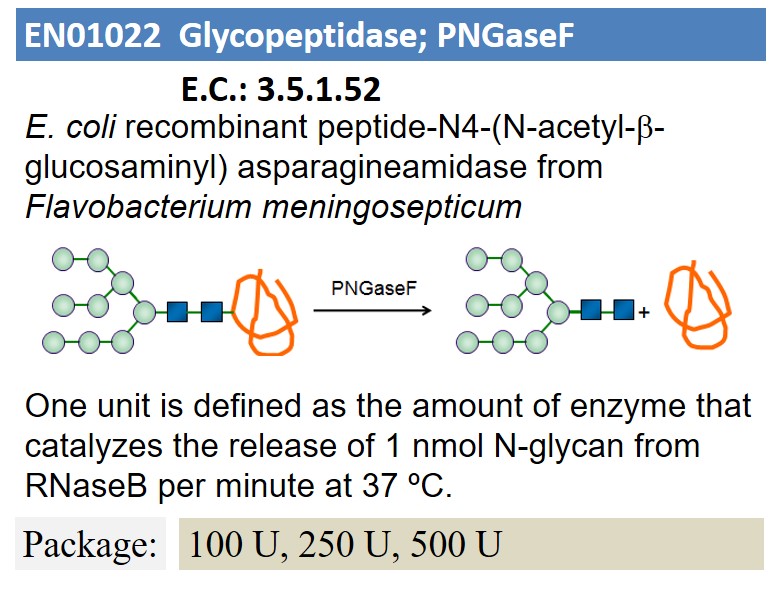 glycopeptidasepngasef