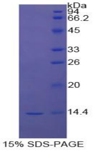 信號(hào)傳導(dǎo)轉(zhuǎn)錄激活因子3(STAT3)重組蛋白,Recombinant Signal Transducer And Activator Of Transcription 3 (STAT3)