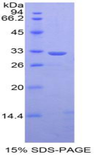 信号传导转录激活因子1(STAT1)重组蛋白,Recombinant Signal Transducer And Activator Of Transcription 1 (STAT1)