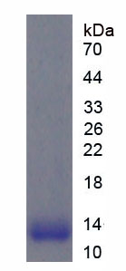 心营养素样细胞因子1(CLCF1)重组蛋白,Recombinant Cardiotrophin Like Cytokine Factor 1 (CLCF1)