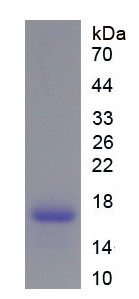 腺苷A2a受体(ADORA2a)重组蛋白,Recombinant Adenosine A2a Receptor (ADORA2a)