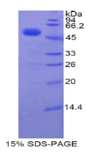 线粒体转录因子A(TFAM)重组蛋白,Recombinant Transcription Factor A, Mitochondrial (TFAM)