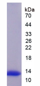 线粒体解偶联蛋白1(UCP1)重组蛋白,Recombinant Uncoupling Protein 1, Mitochondrial (UCP1)