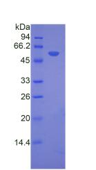 纤维鞘相互作用蛋白1(FSIP1)重组蛋白,Recombinant Fibrous Sheath Interacting Protein 1 (FSIP1)