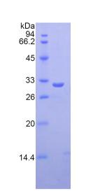 纖維膠凝蛋白3(FCN3)重組蛋白,Recombinant Ficolin 3 (FCN3)