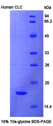 夏科雷登氏结晶蛋白(CLC)重组蛋白,Recombinant Charcot Leyden Crystal Protein (CLC)