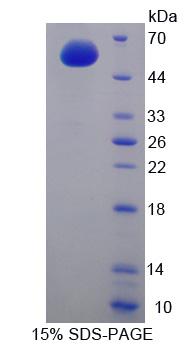 细胞周期素A1(CCNA1)重组蛋白,Recombinant Cyclin A1 (CCNA1)