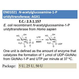 N-acetylglucosamine-1-P uridyltransferase; AGX1