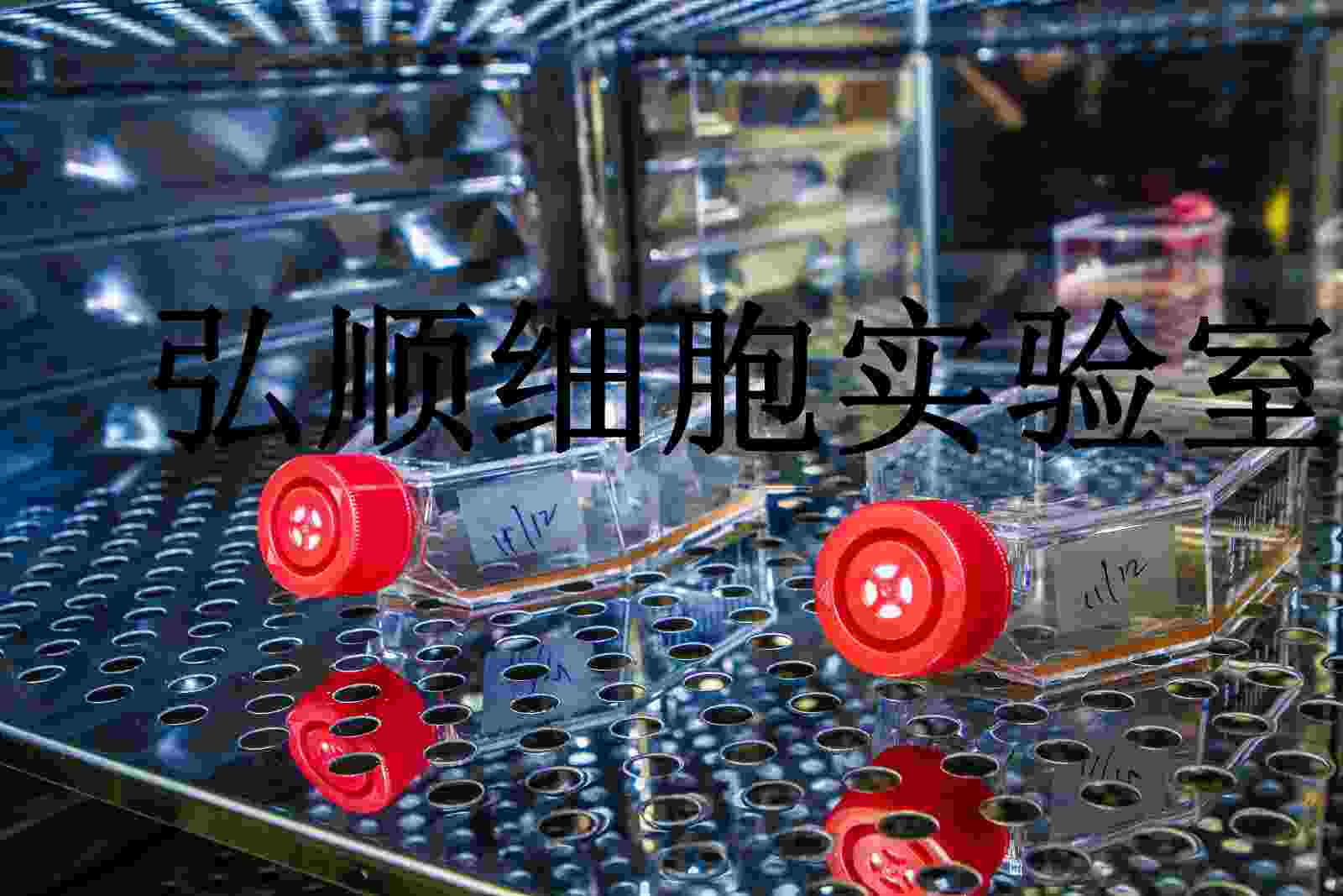 HT-1080 Cells|人纤维肉瘤贴壁细胞,HT-1080 Cells