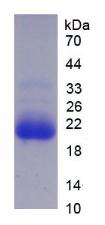 细胞色素P450家族成员3A7(CYP3A7)重组蛋白,Recombinant Cytochrome P450 3A7 (CYP3A7)